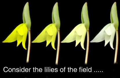 Jesus said conider the lilies 