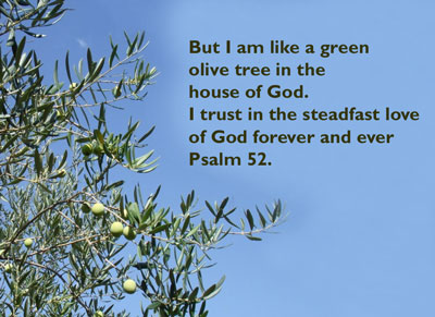Olive tree Psalm 52